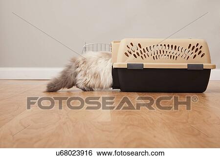 Stock Photograph - USA, Illinois, Metamora, Cat entering pet carrier. Fotosearch
