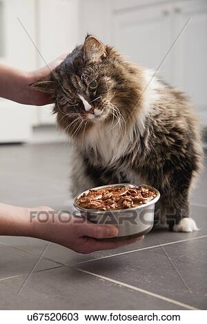 Stock Image - USA, Illinois, Metamora, Cat in front of bowl with food. Fotosearch