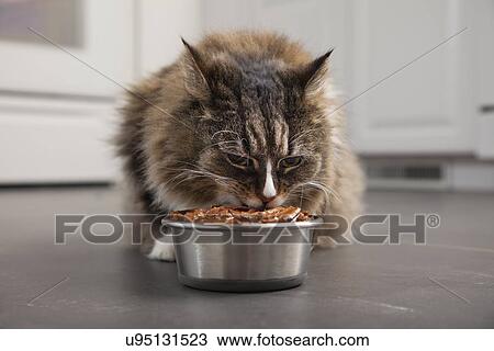 Stock Image - USA, Illinois, Metamora, Cat in front of bowl with food. Fotosearch