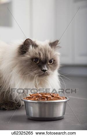 USA, Illinois, Metamora, Cat in front of bowl with food View Large Photo Image Stock Photography - USA, Illinois, Metamora, Cat in front of bowl with food. Fotosearch