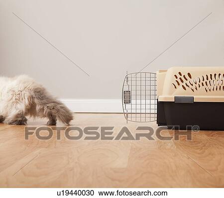 USA, Illinois, Metamora, Cat leaving pet carrier View Large Photo Image Stock Image - USA, Illinois, Metamora, Cat leaving pet carrier. Fotosearch