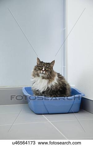 Stock Image - USA, Illinois, Metamora, Cat leaving container. Fotosearch