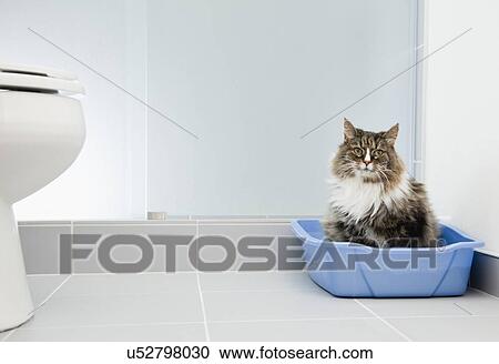 Stock Image - USA, Illinois, Metamora, Cat leaving container. Fotosearch
