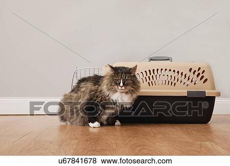 Stock Photo - USA, Illinois, Metamora, Cat standing in front of container. Fotosearch