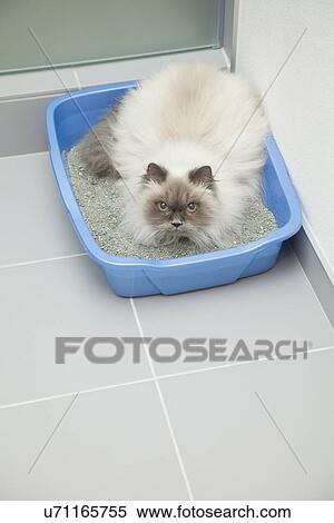 USA, Illinois, Metamora, Cat using litter box View Large Photo Image Stock Photography - USA, Illinois, Metamora, Cat using litter box. Fotosearch