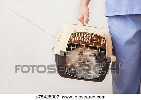 USA, Illinois, Metamora, Cats being carried in container View Large Photo Image Stock Photo - USA, Illinois, Metamora, Cats being carried in container. Fotosearch