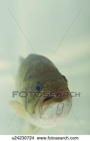 Picture - USA, Illinois, Metamora, Close-up of spotted bass (Micropterus punctulatus) underwater. Fotosearch