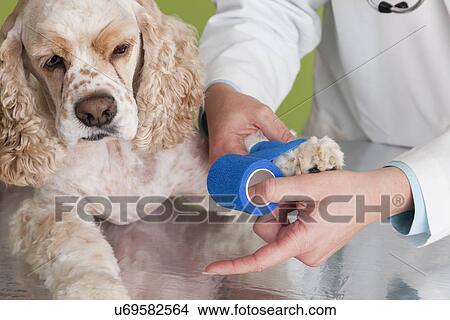 USA, Illinois, Metamora, Close-up of veterinarian wrapping Cocker Spaniel dog's paw View Large Photo Image Picture - USA, Illinois, Metamora, Close-up of veterinarian wrapping Cocker Spaniel dog's paw. Fotosearch