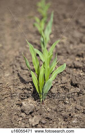 Stock Image - USA, Illinois, Metamora, close up of seedling on field. Fotosearch