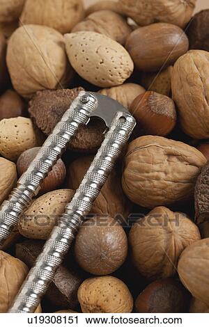 USA, Illinois, Metamora, Close up of various nuts and nutcracker View Large Photo Image Stock Image - USA, Illinois, Metamora, Close up of various nuts and nutcracker. Fotosearch