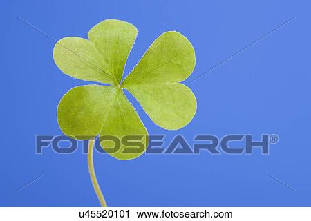 USA, Illinois, Metamora, Close-up of clover View Large Photo Image Stock Image - USA, Illinois, Metamora, Close-up of clover. Fotosearch