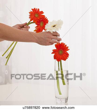 Stock Image - USA, Illinois, Metamora,, Close-up of woman putting flowers into vase. Fotosearch
