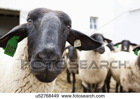 USA, Illinois, Metamora, close up of tagged sheep View Large Photo Image Stock Photo - USA, Illinois, Metamora, close up of tagged sheep. Fotosearch