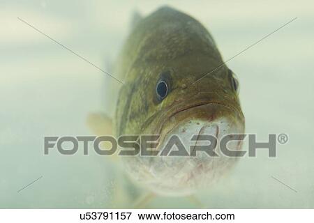 Stock Photo - USA, Illinois, Metamora, Close-up of spotted bass (Micropterus punctulatus) underwater. Fotosearch
