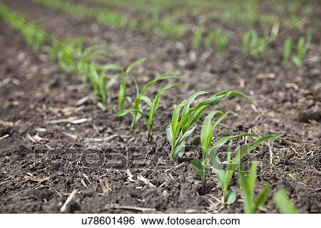 Stock Photograph - USA, Illinois, Metamora, close up of seedlings on field. Fotosearch