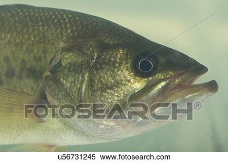 Stock Photography - USA, Illinois, Metamora, Close-up of spotted bass (Micropterus punctulatus) underwater. Fotosearch