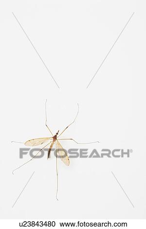 USA, Illinois, Metamora, crane fly on white background View Large Photo Image Stock Image - USA, Illinois, Metamora, crane fly on white background. Fotosearch