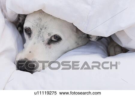 USA, Illinois, Metamora, dalmatian dog resting under duvet View Large Photo Image Stock Photography - USA, Illinois, Metamora, dalmatian dog resting under duvet. Fotosearch