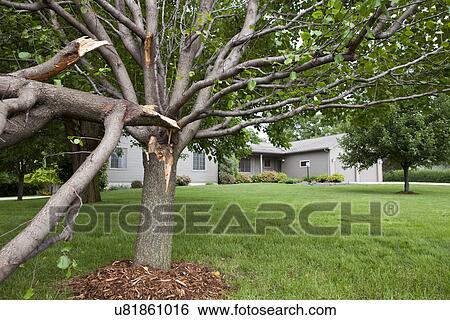 Stock Photograph - USA, Illinois, Metamora, Damaged tree outside school. Fotosearch