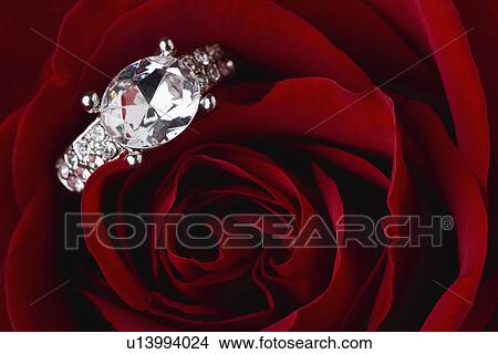 USA, Illinois, Metamora, Diamond ring on red rose View Large Photo Image Picture - USA, Illinois, Metamora, Diamond ring on red rose. Fotosearch