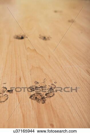 USA, Illinois, Metamora, Dog's footprint on wooden floor View Large Photo Image Picture - USA, Illinois, Metamora, Dog's footprint on wooden floor. Fotosearch