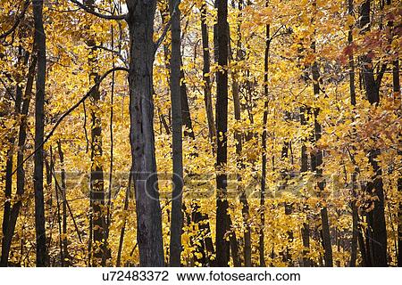 Stock Image - USA, Illinois, Metamora, Fall forest. Fotosearch