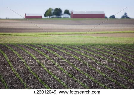 USA, Illinois, Metamora, field with crops View Large Photo Image Stock Photo - USA, Illinois, Metamora, field with crops. Fotosearch
