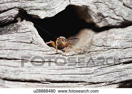 Stock Image - USA, Illinois, Metamora, Fly on wood. Fotosearch