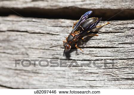 USA, Illinois, Metamora, Fly on wood View Large Photo Image Stock Photograph - USA, Illinois, Metamora, Fly on wood. Fotosearch