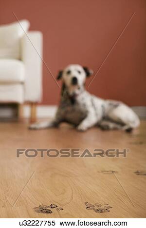 Stock Photography - USA, Illinois, Metamora, Footprints on wooden floor, Dalmatian dog in background. Fotosearch