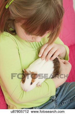 USA, Illinois, Metamora, Girl (4-5) holding guinea pig View Large Photo Image Stock Image - USA, Illinois, Metamora, Girl (4-5) holding guinea pig. Fotosearch