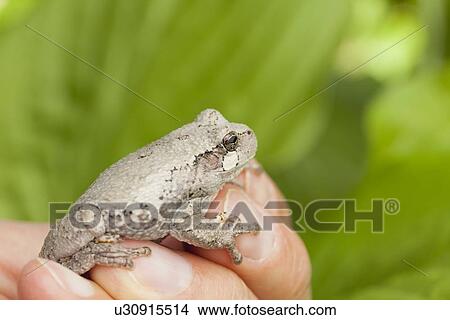 Picture - USA, Illinois, Metamora, Gray tree frog. Fotosearch