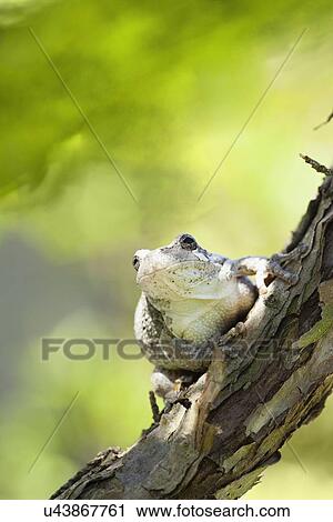 USA, Illinois, Metamora, Gray tree frog View Large Photo Image Stock Image - USA, Illinois, Metamora, Gray tree frog. Fotosearch