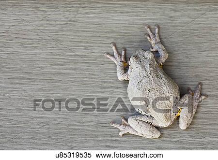 USA, Illinois, Metamora, Gray tree frog View Large Photo Image Stock Photography - USA, Illinois, Metamora, Gray tree frog. Fotosearch