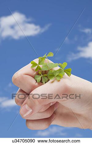 Stock Image - USA, Illinois, Metamora, Hand holding bunch of clover. Fotosearch