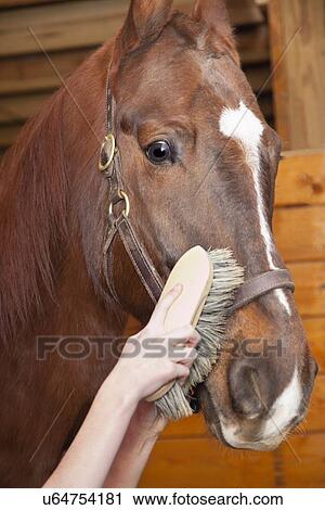 Stock Image - USA, Illinois, Metamora, Horse being combed. Fotosearch