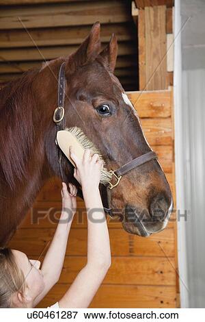 USA, Illinois, Metamora, Horse being combed View Large Photo Image Stock Photo - USA, Illinois, Metamora, Horse being combed. Fotosearch