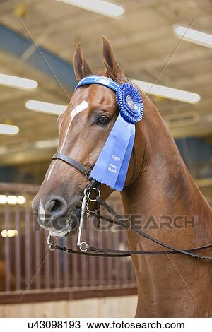 USA, Illinois, Metamora, Horse decorated with blue ribbon View Large Photo Image Stock Image - USA, Illinois, Metamora, Horse decorated with blue ribbon. Fotosearch