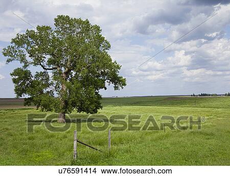 Picture - USA, Illinois, Metamora, landscape with field and tree. Fotosearch