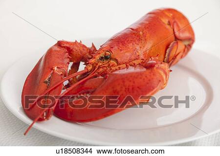 USA, Illinois, Metamora, Lobster on plate View Large Photo Image Picture - USA, Illinois, Metamora, Lobster on plate. Fotosearch