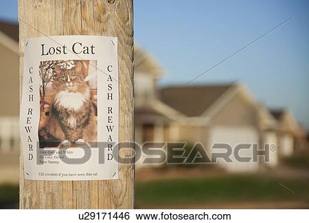 Stock Photograph - USA, Illinois, Metamora, Lost cat poster. Fotosearch