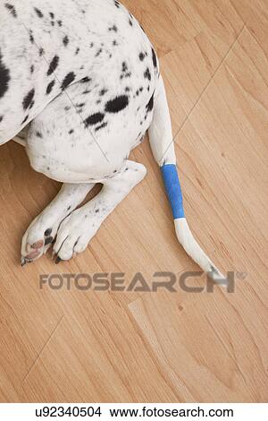 Picture - USA, Illinois, Metamora, low section of Dalmatian with tail wrapped in bandage. Fotosearch