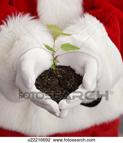 Stock Image - USA, Illinois, Metamora, Midsection of Santa Claus holding pile of dirt with seedling. Fotosearch