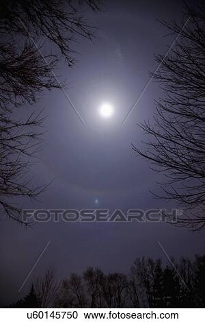 USA, Illinois, Metamora, Moonlit sky with silhouette of trees View Large Photo Image Stock Image - USA, Illinois, Metamora, Moonlit sky with silhouette of trees. Fotosearch