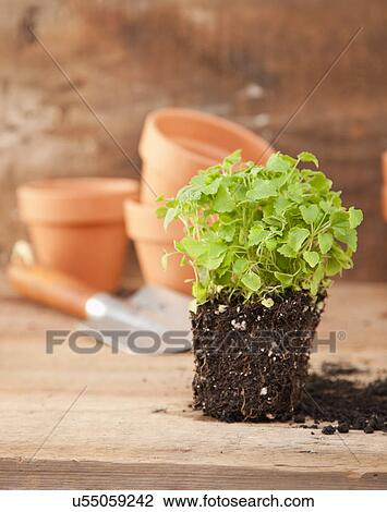 Stock Image - USA, Illinois, Metamora, Plant with dirt, flower pots and shovel in background. Fotosearch
