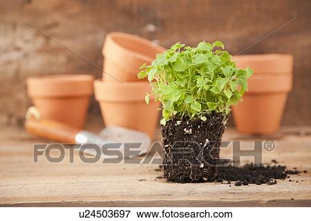 USA, Illinois, Metamora, Plant with dirt, flower pots and shovel in background View Large Photo Image Stock Photo - USA, Illinois, Metamora, Plant with dirt, flower pots and shovel in background. Fotosearch