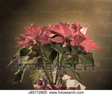USA, Illinois, Metamora, poinsettia and Christmas greetings View Large Photo Image Stock Image - USA, Illinois, Metamora, poinsettia and Christmas greetings. Fotosearch