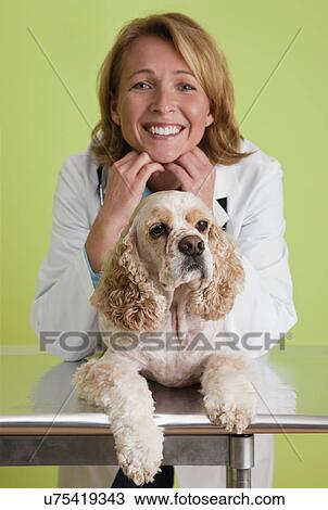 USA, Illinois, Metamora, Portrait of veterinarian and Cocker Spaniel dog View Large Photo Image Stock Image - USA, Illinois, Metamora, Portrait of veterinarian and Cocker Spaniel dog. Fotosearch