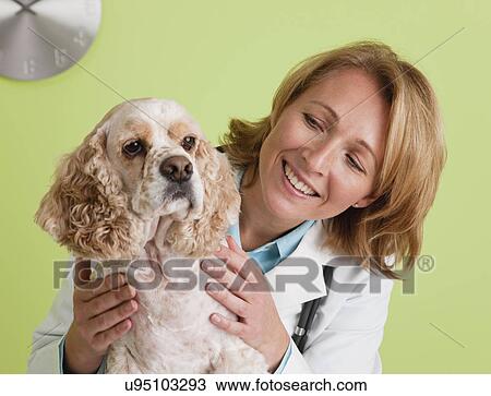 Stock Image - USA, Illinois, Metamora, Portrait of veterinarian and Cocker Spaniel dog. Fotosearch