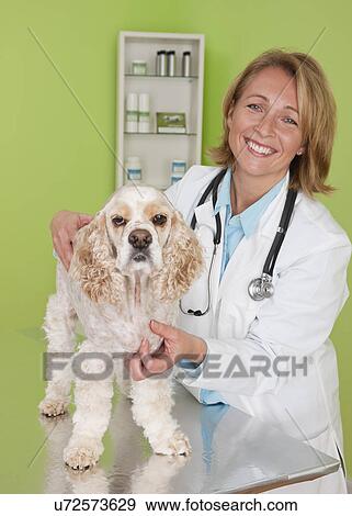 Stock Photo - USA, Illinois, Metamora, Portrait of veterinarian and Cocker Spaniel dog. Fotosearch